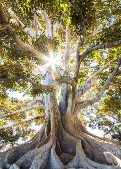 árvores com raízes grandes